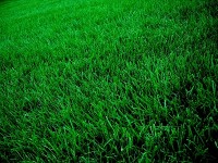 grass_small
